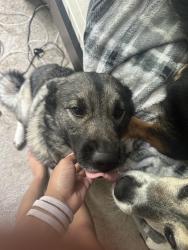 Reunited Female Dog last seen Near Grinell drive, Richmond, VA 23236