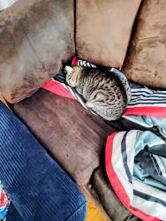 Lost Female Cat last seen E Main & Pearne, Cortland, NY 13045