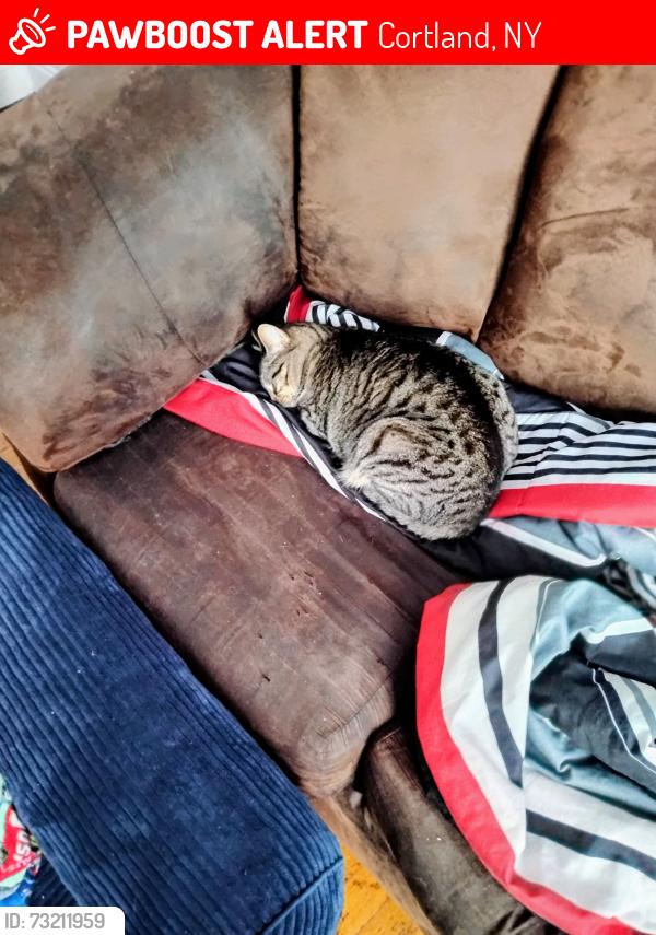 Lost Female Cat last seen E Main & Pearne, Cortland, NY 13045