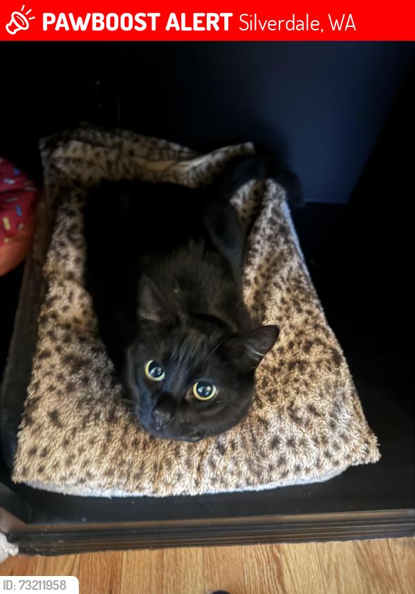 Lost Female Cat last seen Near Outback ave nw, Silverdale, WA 98383