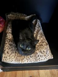 Lost Female Cat last seen Near Outback ave nw, Silverdale, WA 98383