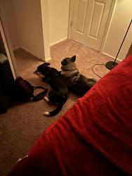 Lost Male Dog last seen Near grinell Dr, Richmond, VA 23235