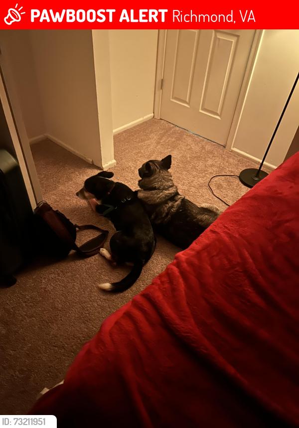 Lost Male Dog last seen Near grinell Dr, Richmond, VA 23235