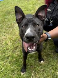 Found/Stray Male Dog last seen Carter Monumental CME Church, Columbus, GA 31906