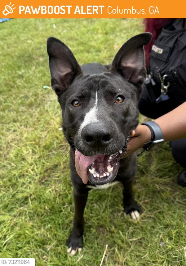 Found/Stray Male Dog last seen Carter Monumental CME Church, Columbus, GA 31906