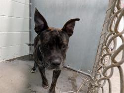 Shelter Stray Male Dog last seen CR 42/ CEDER ST, PAISLEY, 12280 County Rd 448, Tavares, FL 32778, USA