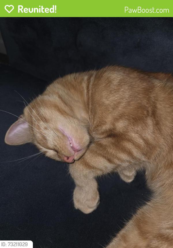 Reunited Male Cat last seen Newton, Leominster, MA 01453