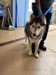Shelter Stray Female Dog last seen CENTRAL AVE & FLORINE DR, 130 Beyer Way, Chula Vista, CA 91911, USA