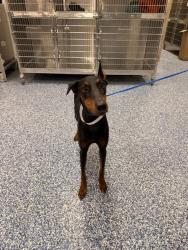 Shelter Stray Female Dog last seen Near BLOCK MILES AVE, INDIO CA 92201, 72050 Pet Land Pl, Thousand Palms, CA 92276, USA