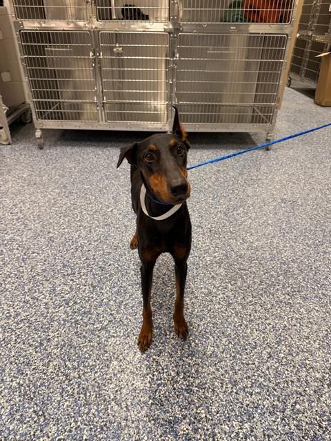 Shelter Stray Female Dog last seen Near BLOCK MILES AVE, INDIO CA 92201, 72050 Pet Land Pl, Thousand Palms, CA 92276, USA