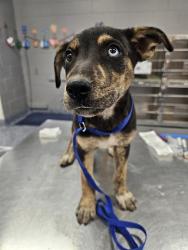 Shelter Stray Male Dog last seen DILLON RD/PENNY LN, 72050 Pet Land Pl, Thousand Palms, CA 92276, USA