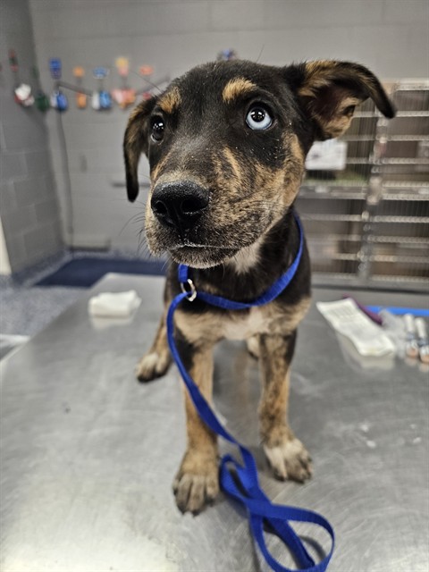 Shelter Stray Male Dog last seen DILLON RD/PENNY LN, 72050 Pet Land Pl, Thousand Palms, CA 92276, USA