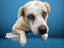Shelter Stray Female Dog last seen , 3201 Lacy St, Los Angeles, CA 90031, USA