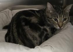 Shelter Stray Female Cat last seen Near BLOCK SAND PINE TRL, HEMET CA 92545, 581 S Grand Ave, San Jacinto, CA 92582, USA