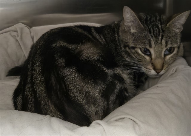 Shelter Stray Female Cat last seen Near BLOCK SAND PINE TRL, HEMET CA 92545, 581 S Grand Ave, San Jacinto, CA 92582, USA