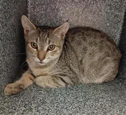 Shelter Stray Male Cat last seen DINWIDDIE WAY / TRAINOR WAY, 9150 Union Park Way, Elk Grove, CA 95624, USA