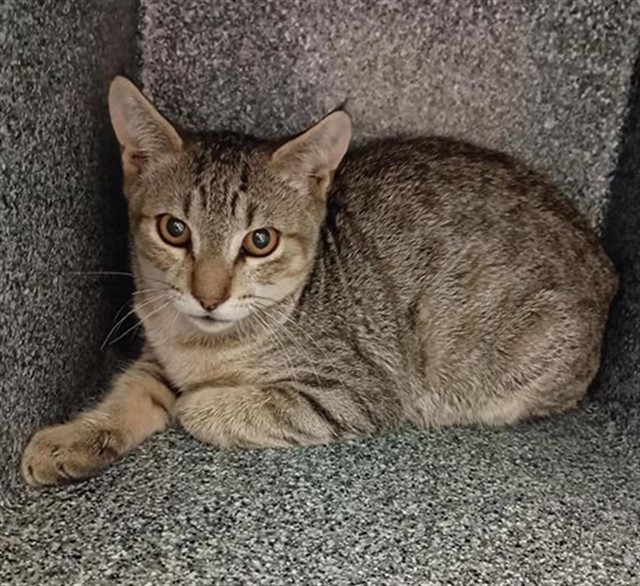 Shelter Stray Male Cat last seen DINWIDDIE WAY / TRAINOR WAY, 9150 Union Park Way, Elk Grove, CA 95624, USA