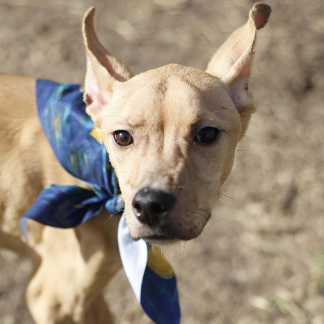 Shelter Stray Male Dog last seen GUS ECKERT, 4710 TX-151, San Antonio, TX 78227, USA