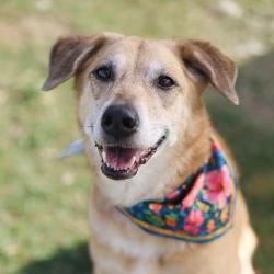 Shelter Stray Female Dog last seen GUS ECKERT, 4710 TX-151, San Antonio, TX 78227, USA