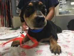 Shelter Stray Male Dog last seen Near BLOCK 35TH ST, JURUPA VALLEY CA 92509, 6851 Van Buren Boulevard, Jurupa Valley, CA 92509, USA