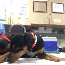 Shelter Stray Female Dog last seen Near BLOCK 35TH ST, JURUPA VALLEY CA 92509, 6851 Van Buren Boulevard, Jurupa Valley, CA 92509, USA