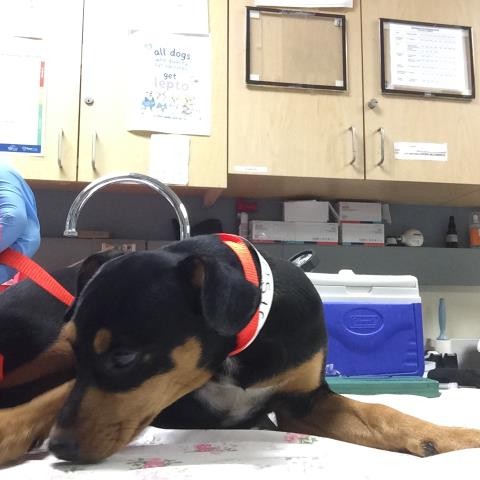 Shelter Stray Female Dog last seen Near BLOCK 35TH ST, JURUPA VALLEY CA 92509, 6851 Van Buren Boulevard, Jurupa Valley, CA 92509, USA
