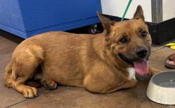 Shelter Stray Male Dog last seen , 14409 Vanowen St, Van Nuys, CA 91405, USA