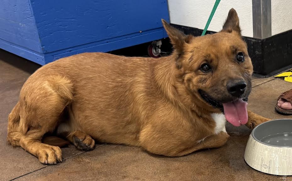 Shelter Stray Male Dog last seen , 14409 Vanowen St, Van Nuys, CA 91405, USA