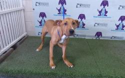 Shelter Stray Male Dog last seen , 2769 Conroy Rd, Orlando, FL 32839, USA