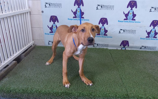 Shelter Stray Male Dog last seen , 2769 Conroy Rd, Orlando, FL 32839, USA