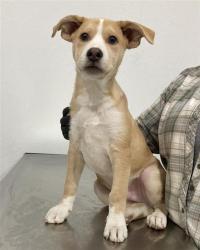 Shelter Stray Male Dog last seen Near BLOCK W SHAW AVE, FRESNO CA 93722 6210, 5277 E Airways Blvd, Fresno, CA 93727, USA