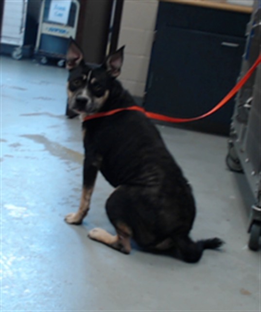 Shelter Stray Male Dog last seen Near BLOCK LAKERIDGE DR, FAYETTEVILLE NC 28304, 4704 Corporation Dr, Fayetteville, NC 28306, USA