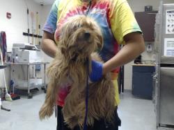 Shelter Stray Male Dog last seen Near BLOCK BRISTLECONE DR, FAYETTEVILLE NC 28311, 4704 Corporation Dr, Fayetteville, NC 28306, USA