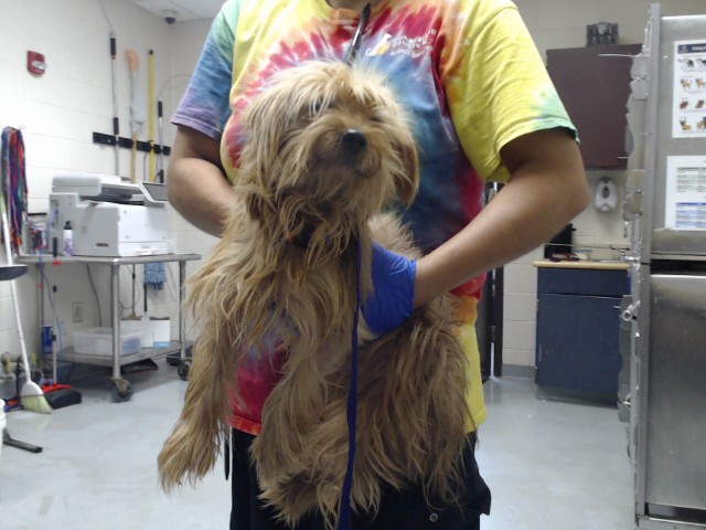 Shelter Stray Male Dog last seen Near BLOCK BRISTLECONE DR, FAYETTEVILLE NC 28311, 4704 Corporation Dr, Fayetteville, NC 28306, USA