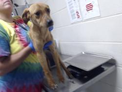 Shelter Stray Female Dog last seen Near BLOCK WESTWOOD DR, FAYETTEVILLE NC 28303, 4704 Corporation Dr, Fayetteville, NC 28306, USA