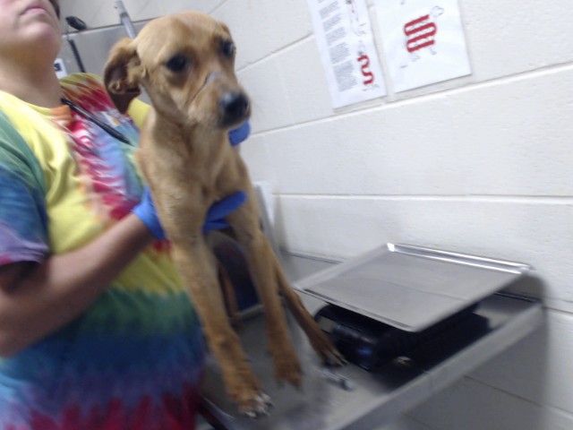 Shelter Stray Female Dog last seen Near BLOCK WESTWOOD DR, FAYETTEVILLE NC 28303, 4704 Corporation Dr, Fayetteville, NC 28306, USA