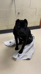 Shelter Stray Male Dog last seen Near BLOCK W CHAMBERS ST, 3839 W Burnham St, West Milwaukee, WI 53215, USA