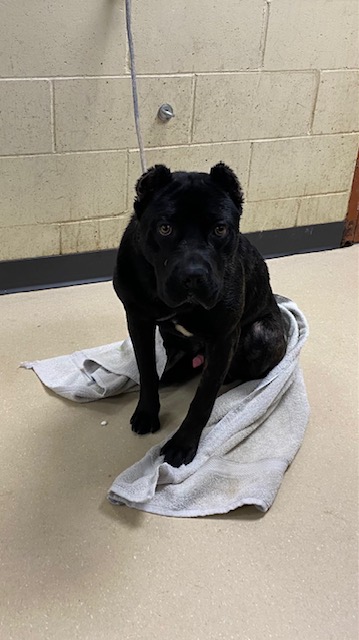 Shelter Stray Male Dog last seen Near BLOCK W CHAMBERS ST, 3839 W Burnham St, West Milwaukee, WI 53215, USA