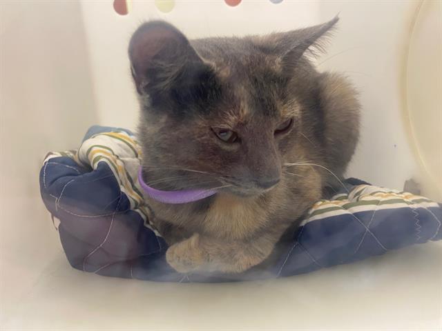 Shelter Stray Female Cat last seen 9TH PLACE/CLEVELAND, 3839 W Burnham St, West Milwaukee, WI 53215, USA