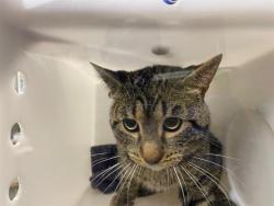Shelter Stray Male Cat last seen Near BLOCK W WINDLAKE AVE, 3839 W Burnham St, West Milwaukee, WI 53215, USA