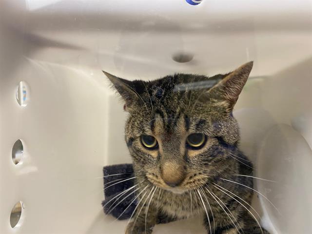 Shelter Stray Male Cat last seen Near BLOCK W WINDLAKE AVE, 3839 W Burnham St, West Milwaukee, WI 53215, USA