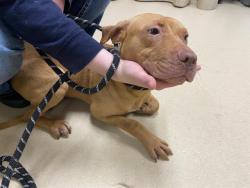 Shelter Stray Female Dog last seen 17TH/LINCOLN, 3839 W Burnham St, West Milwaukee, WI 53215, USA