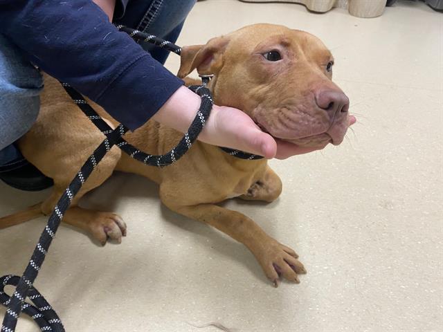 Shelter Stray Female Dog last seen 17TH/LINCOLN, 3839 W Burnham St, West Milwaukee, WI 53215, USA