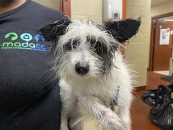 Shelter Stray Male Dog last seen Near BLOCK S 30TH ST, 3839 W Burnham St, West Milwaukee, WI 53215, USA