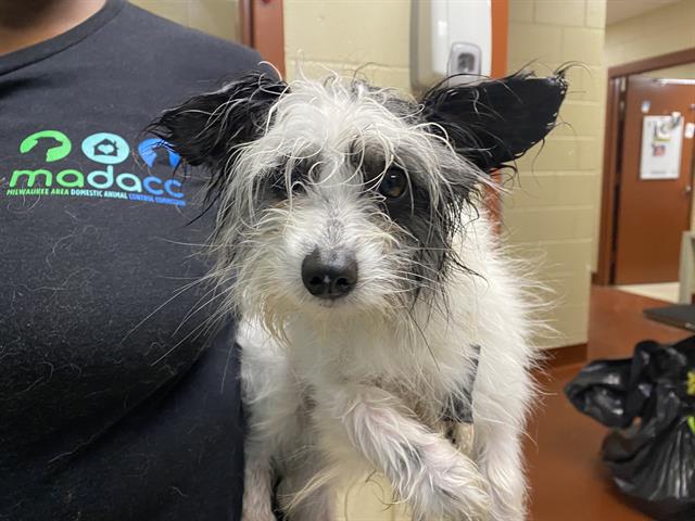 Shelter Stray Male Dog last seen Near BLOCK S 30TH ST, 3839 W Burnham St, West Milwaukee, WI 53215, USA