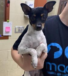 Shelter Stray Male Dog last seen Near BLOCK S 25TH ST, 3839 W Burnham St, West Milwaukee, WI 53215, USA