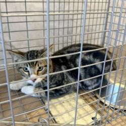 Shelter Stray Unknown Cat last seen SAND CANYON/WATERWORKS, 6443 Oak Canyon, Irvine, CA 92618, USA