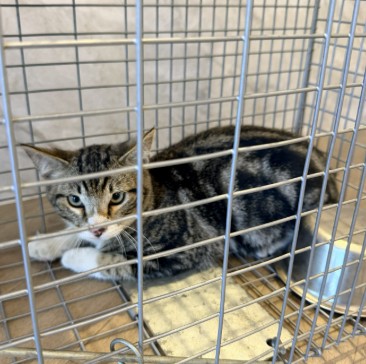 Shelter Stray Unknown Cat last seen SAND CANYON/WATERWORKS, 6443 Oak Canyon, Irvine, CA 92618, USA