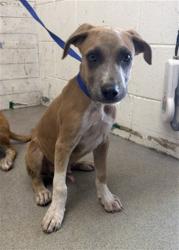 Shelter Stray Male Dog last seen Near BLOCK W RIALTO, 333 Chandler Pl, San Bernardino, CA 92408, USA