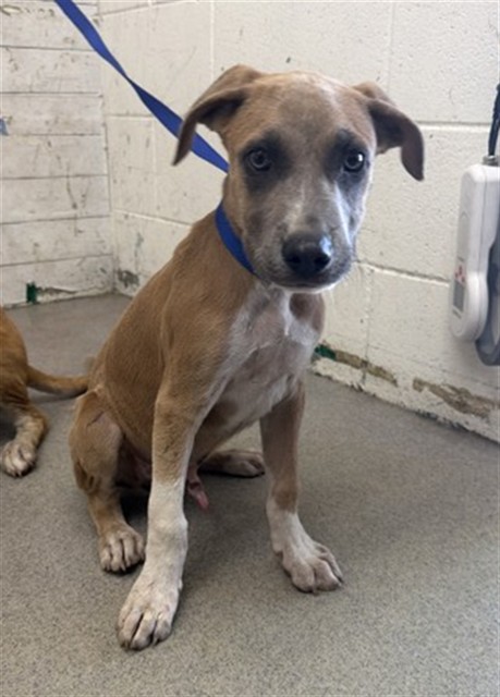 Shelter Stray Male Dog last seen Near BLOCK W RIALTO, 333 Chandler Pl, San Bernardino, CA 92408, USA